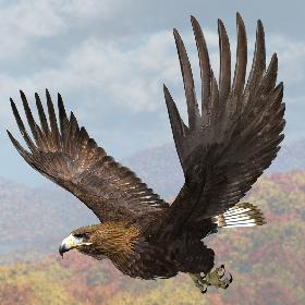 Golden Eagle